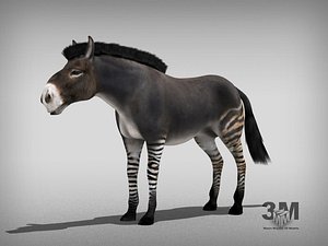 Hippidion