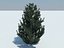 Tree pine