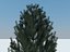 Tree pine