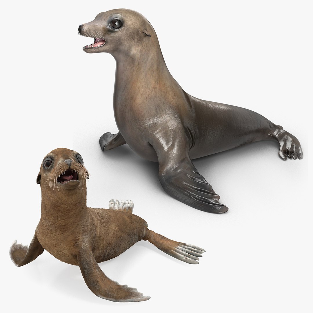 Sea Lion and Baby Collection 3D model preview