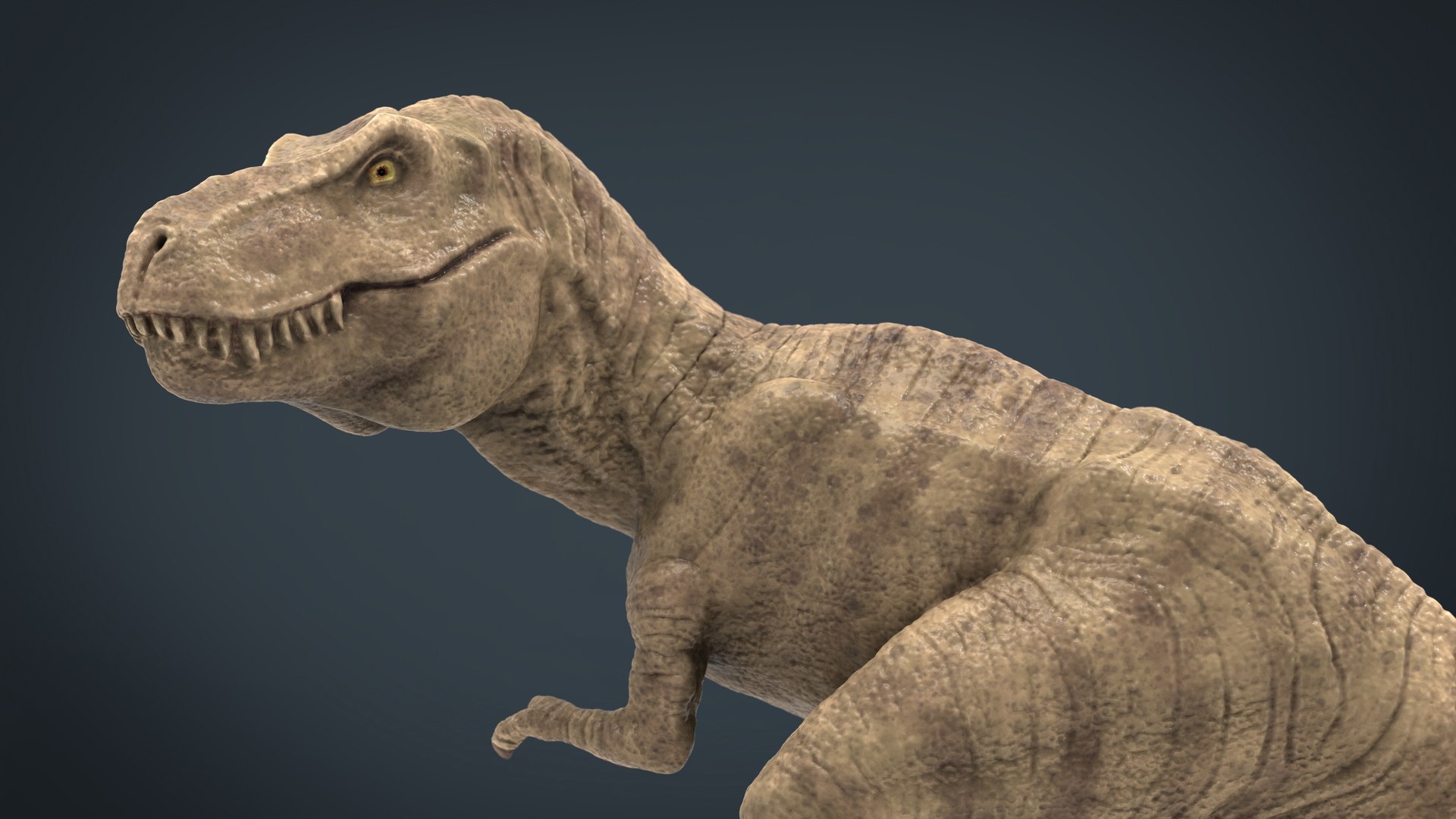 Tyranossaurus Rex Sculpture 3D - TurboSquid 1422682