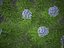 XfrogPlants Narrowleaf Bluestar - Amsonia Hubritchtii