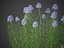 XfrogPlants Narrowleaf Bluestar - Amsonia Hubritchtii