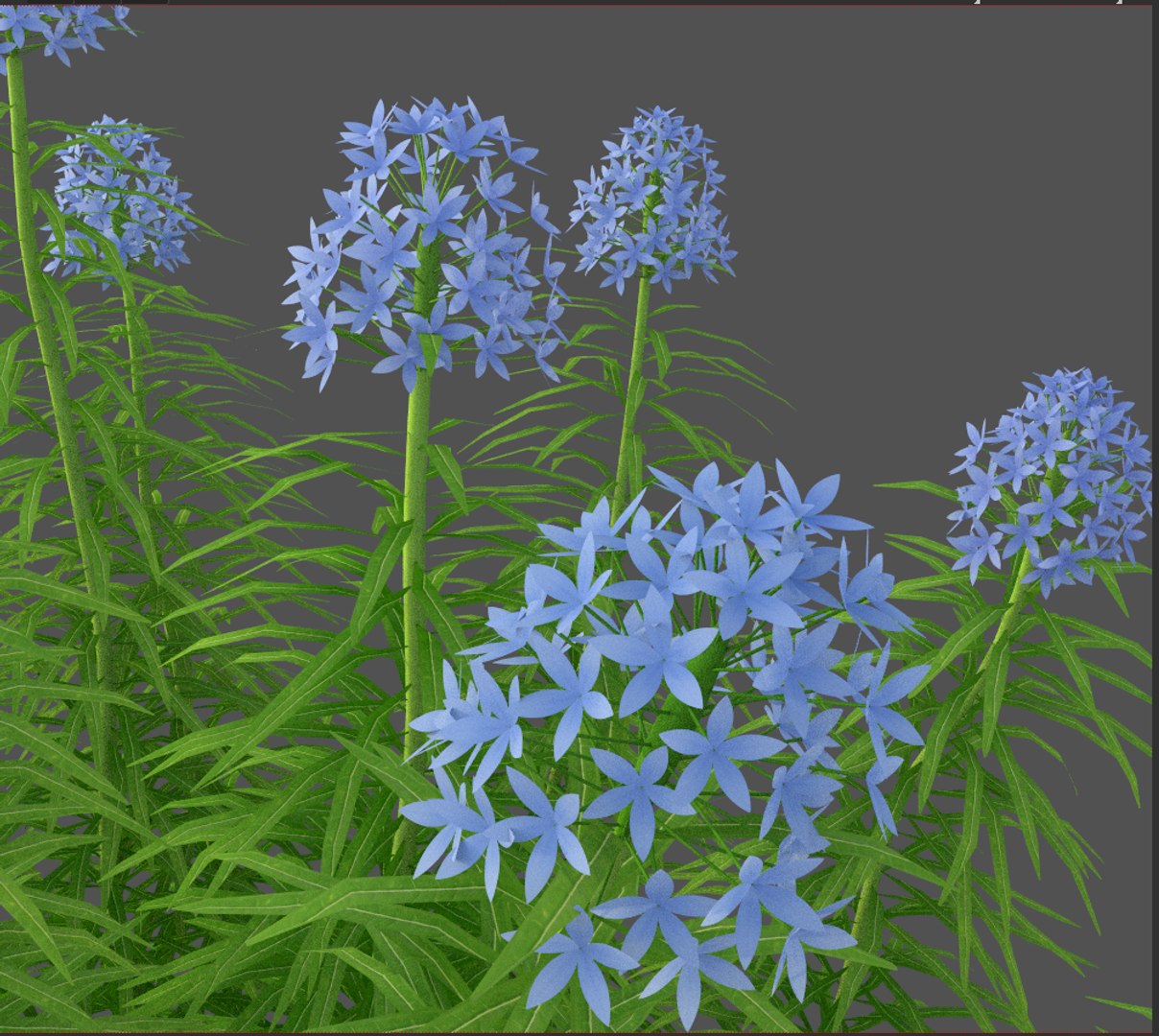 XfrogPlants Narrowleaf Bluestar - Amsonia Hubritchtii 3D model https://p.turbosquid.com/ts-thumb/sq/t9vRI6/mT/amsonia_02/png/1618433443/1920x1080/fit_q87/34371463f432053c75fe1d50f541313a0a71b3b1/amsonia_02.jpg