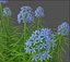 XfrogPlants Narrowleaf Bluestar - Amsonia Hubritchtii