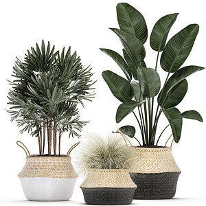 decorative plants interior potted 3D model