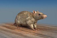 Rat Low Poly 3D Model