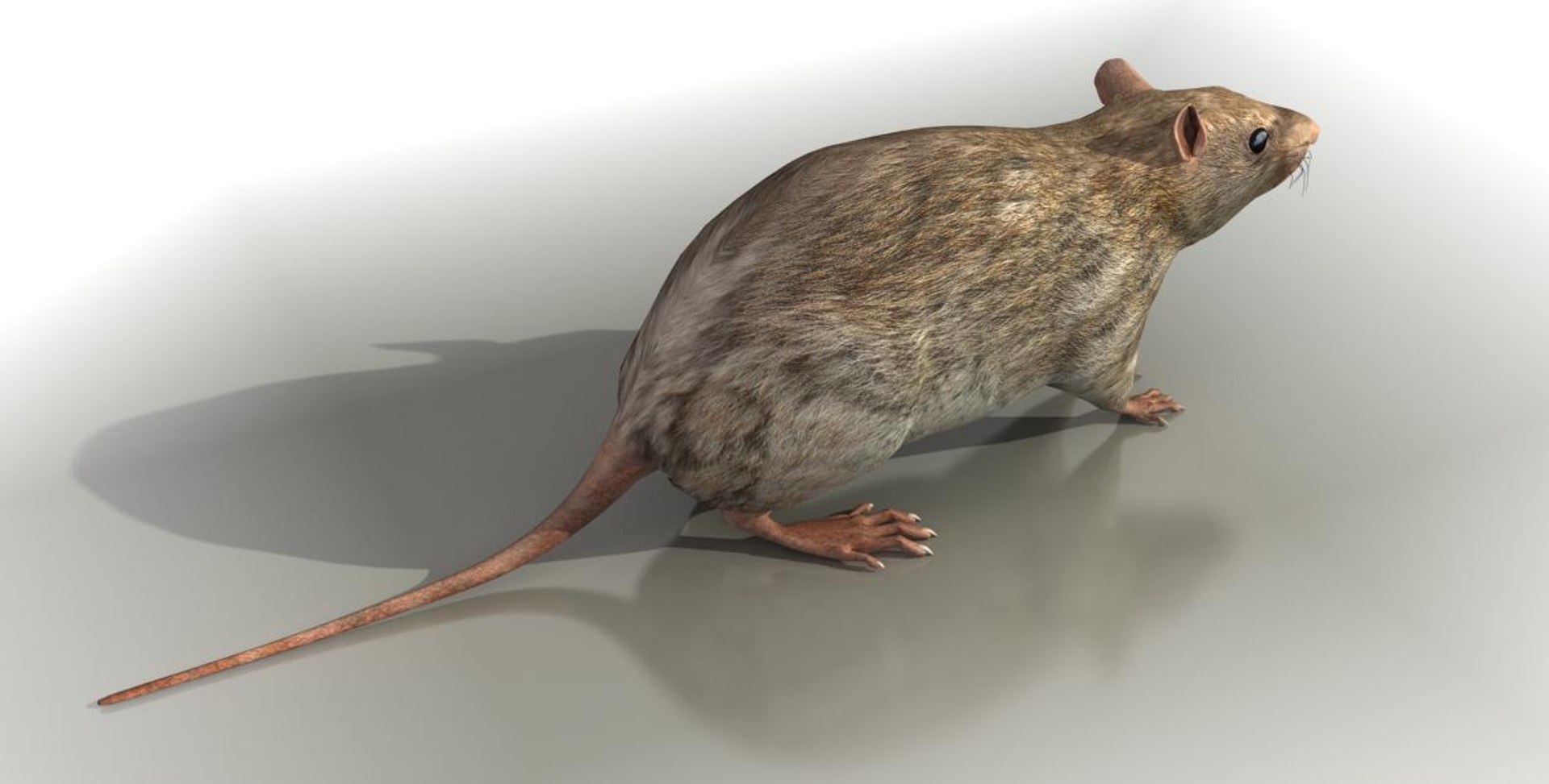 Rat Max
