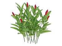 ALPINIA PURPURATA