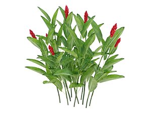 ALPINIA PURPURATA