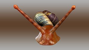 Pila(Snail)