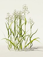 avena sativa oats