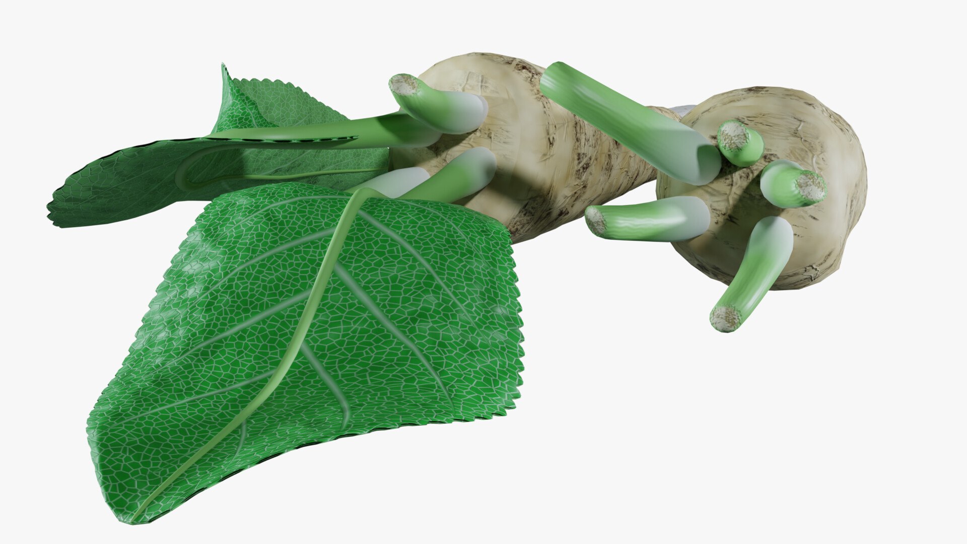 3D Horseradish roots model https://p.turbosquid.com/ts-thumb/sr/5xIJpy/3g/0008/jpg/1672224268/1920x1080/fit_q87/6d59a44e79338021672213a6aa04354327d43735/0008.jpg