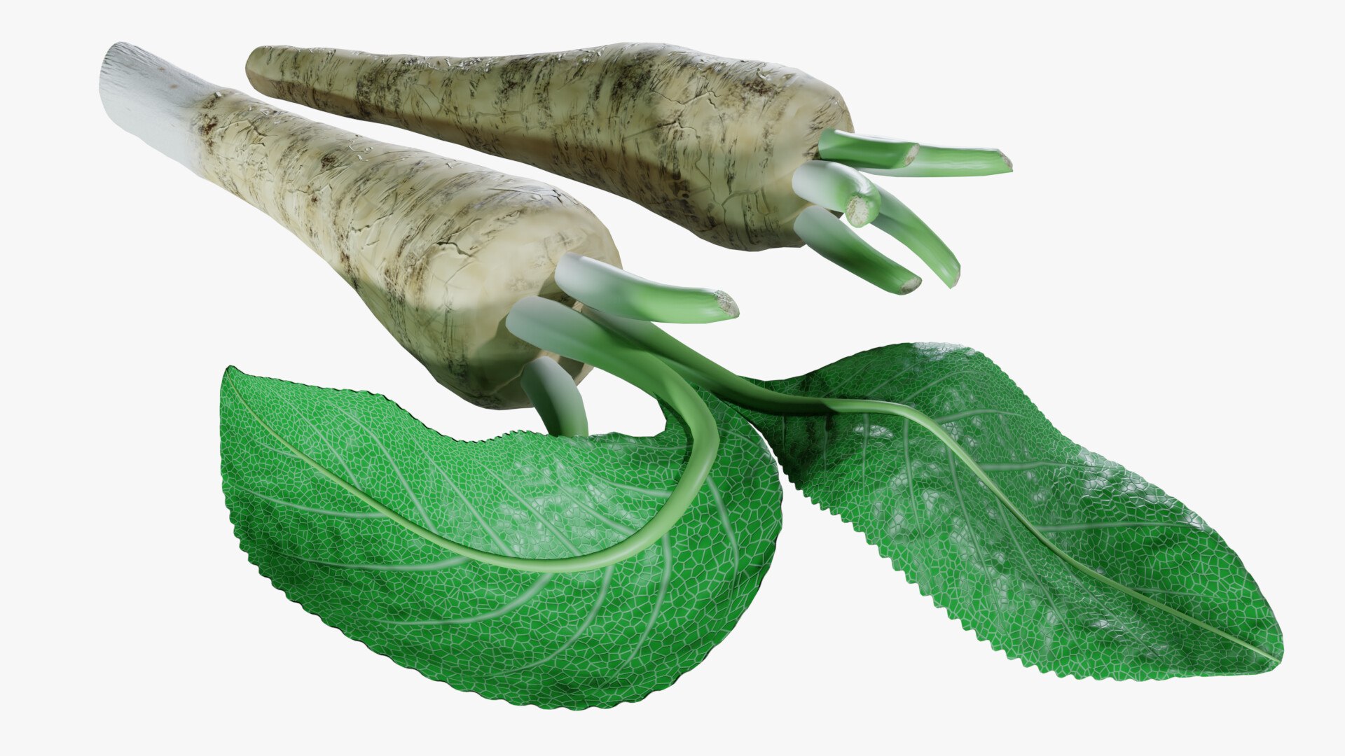 3D Horseradish roots model https://p.turbosquid.com/ts-thumb/sr/5xIJpy/84/0004/jpg/1672224266/1920x1080/fit_q87/32efebf8db9bf62f5e58999c7b5c763018bdb07c/0004.jpg