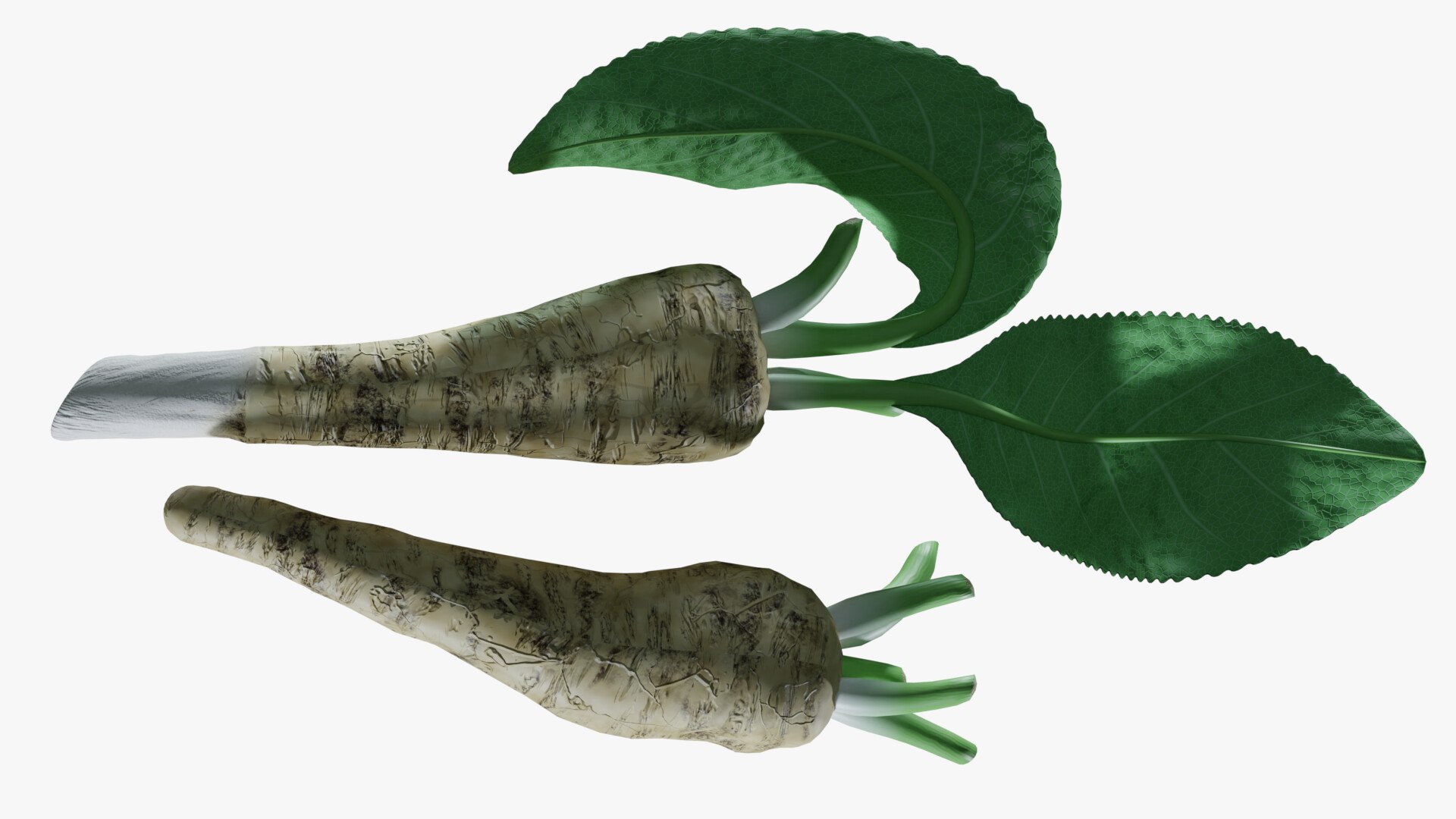 3D Horseradish roots model https://p.turbosquid.com/ts-thumb/sr/5xIJpy/Kd/0006/jpg/1672224270/1920x1080/fit_q87/abd8bd65deb0ab863922b4e59c3a1388a6e32666/0006.jpg