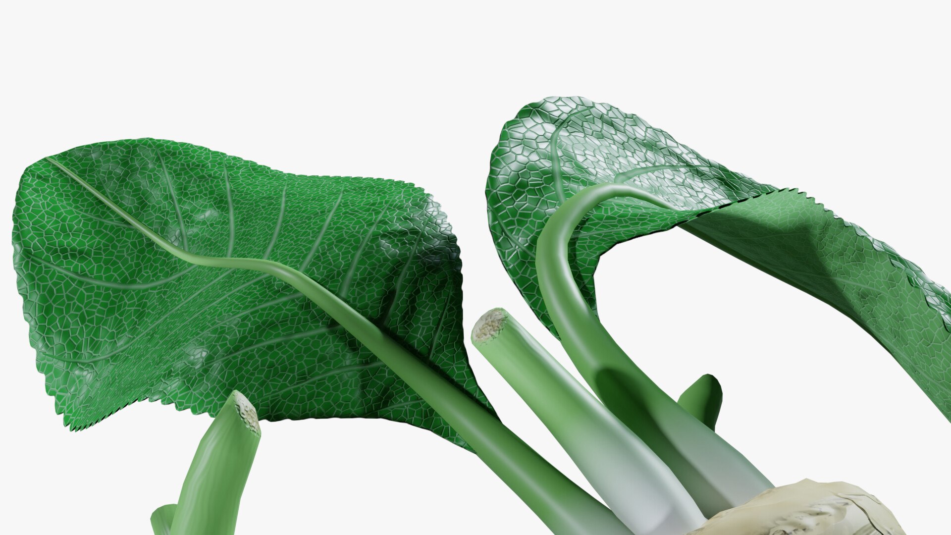 3D Horseradish roots model https://p.turbosquid.com/ts-thumb/sr/5xIJpy/MD/0011/jpg/1672224275/1920x1080/fit_q87/3308b38efc80e90229a8e26ca2f0d4f020c88d7a/0011.jpg