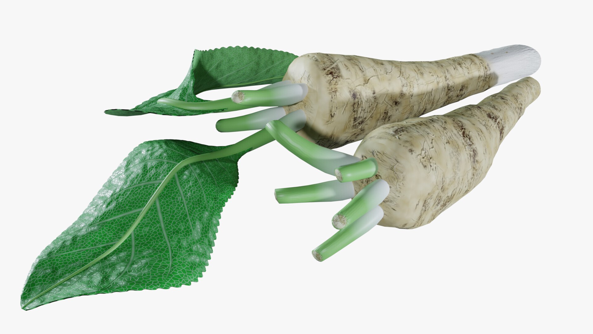 3D Horseradish roots model https://p.turbosquid.com/ts-thumb/sr/5xIJpy/iv/0002/jpg/1672224265/1920x1080/fit_q87/0d312928c8338b59234e8e6cd075be3f2528b197/0002.jpg
