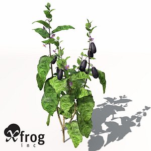 xfrogplants eggplant plant 3d model