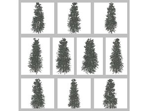 Colorado Blue Spruce Tree Collection 3D model