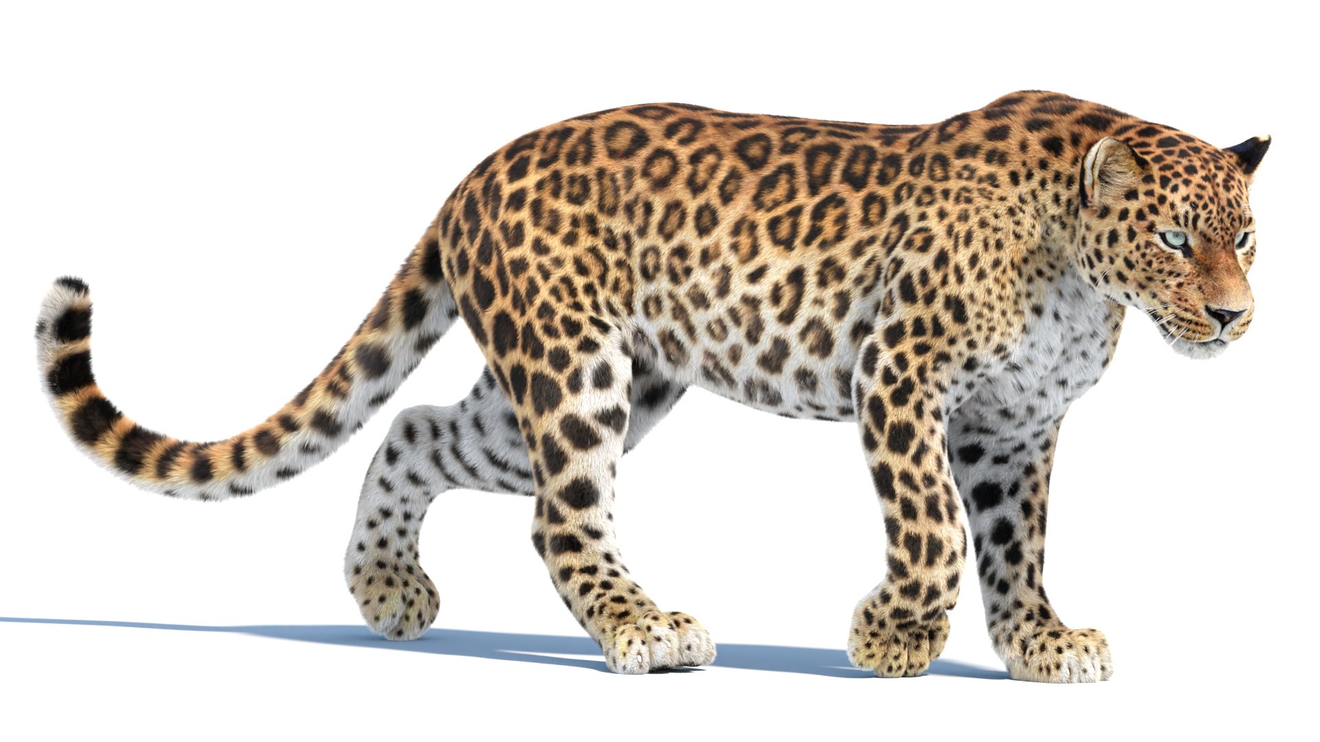 Animated Sri Lankan Leopard 3D Model With Fur 3D Model - TurboSquid 2286259