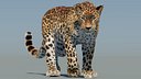 Animated Sri Lankan Leopard with Fur