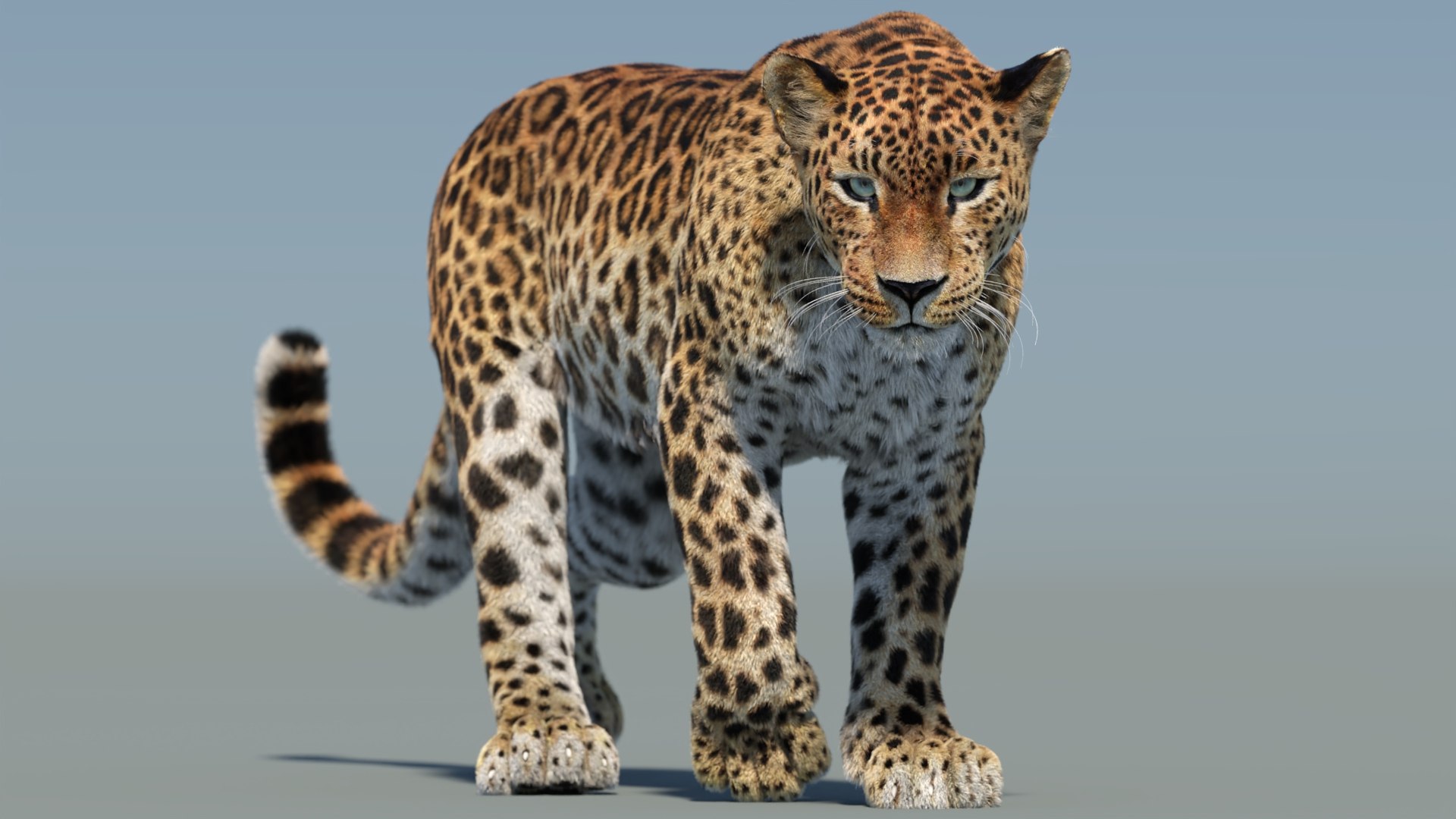 Big Cat 3D Model Rigged Animated Fur 3D https://p.turbosquid.com/ts-thumb/sr/BNqFt3/N3/animatedsrilankanleopard3dmodel02_/jpg/1727546575/1920x1080/fit_q87/a3a05045293010d1bfb6c543a42a8ad57850b6ff/animatedsrilankanleopard3dmodel02_.jpg