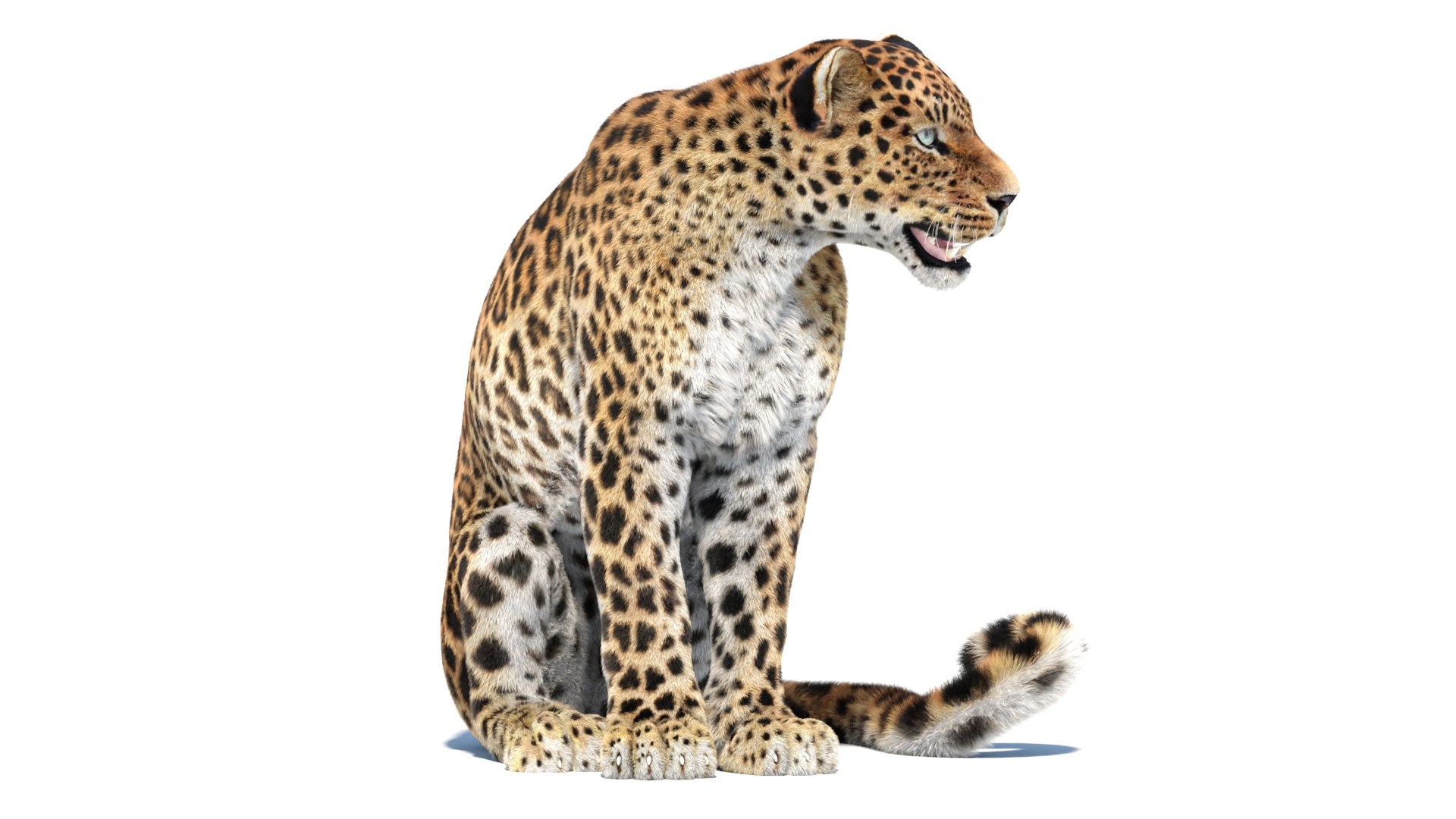 Animated Sri Lankan Leopard 3D Model With Fur 3D Model - TurboSquid 2286259
