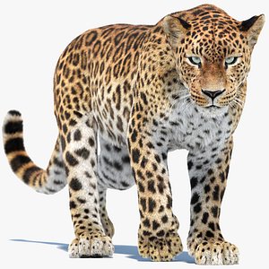 Animated Sri Lankan Leopard with Fur