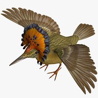 Royal Flycatcher
