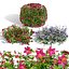 フォトリアルなツルニチニチソウの植物コレクション