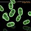 Enterococcus