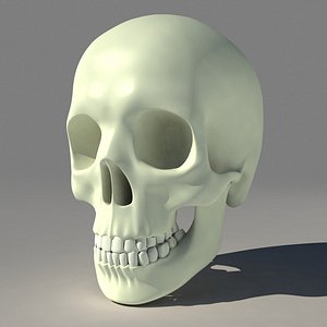 Human Skull