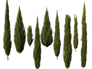 HighpolyLow Poly Cupressus sempervirens - Mediterranean cypress 02 3D model