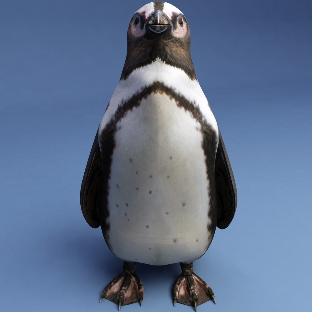 Penguin Modelled 3d Model