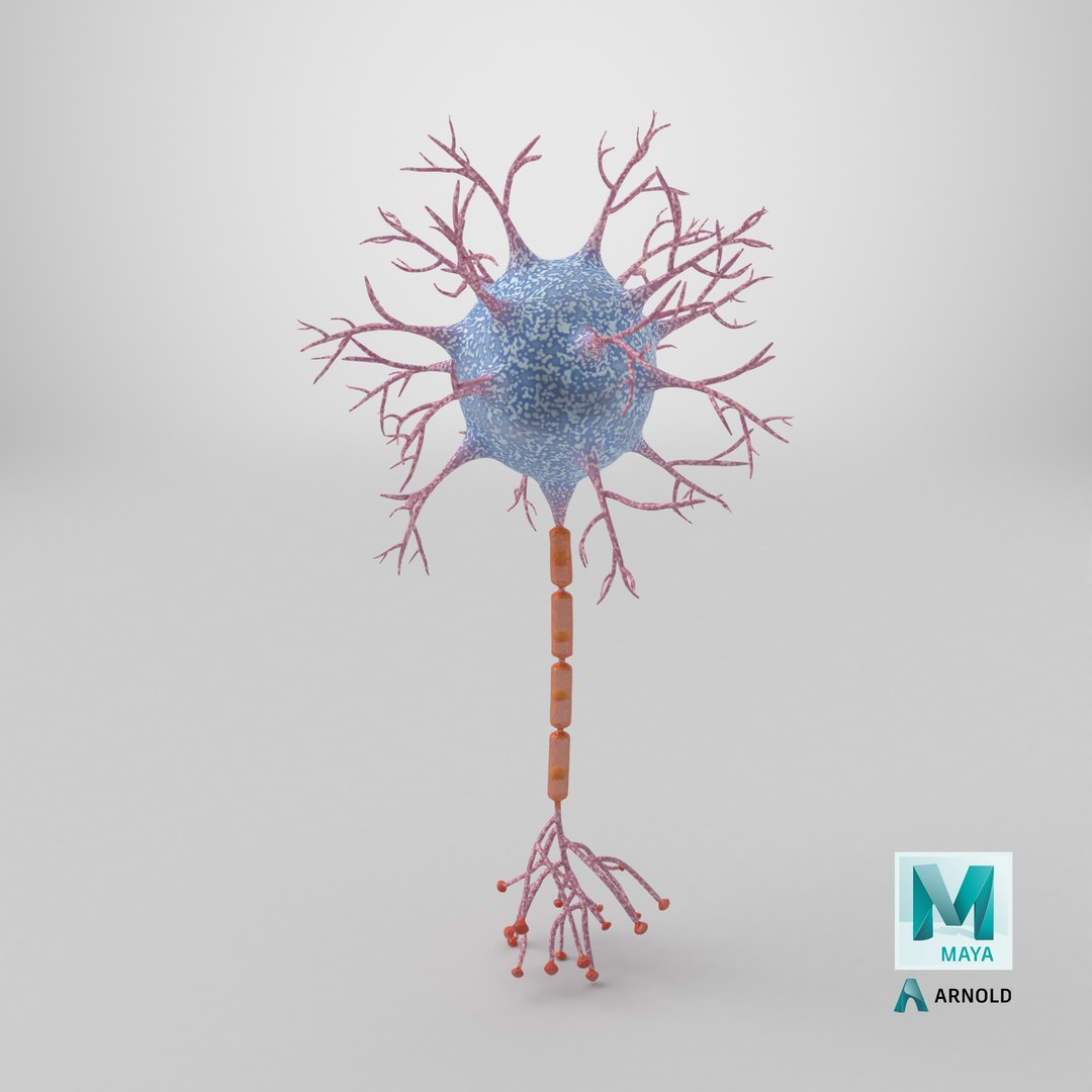 Neuron 3D model https://p.turbosquid.com/ts-thumb/sr/fQlV2R/7M/stemcell_maya_arnold_render/png/1770041103/1920x1080/fit_q87/1e99af5b6b5fd6ba23c5499785b98a05b9f50af8/stemcell_maya_arnold_render.jpg