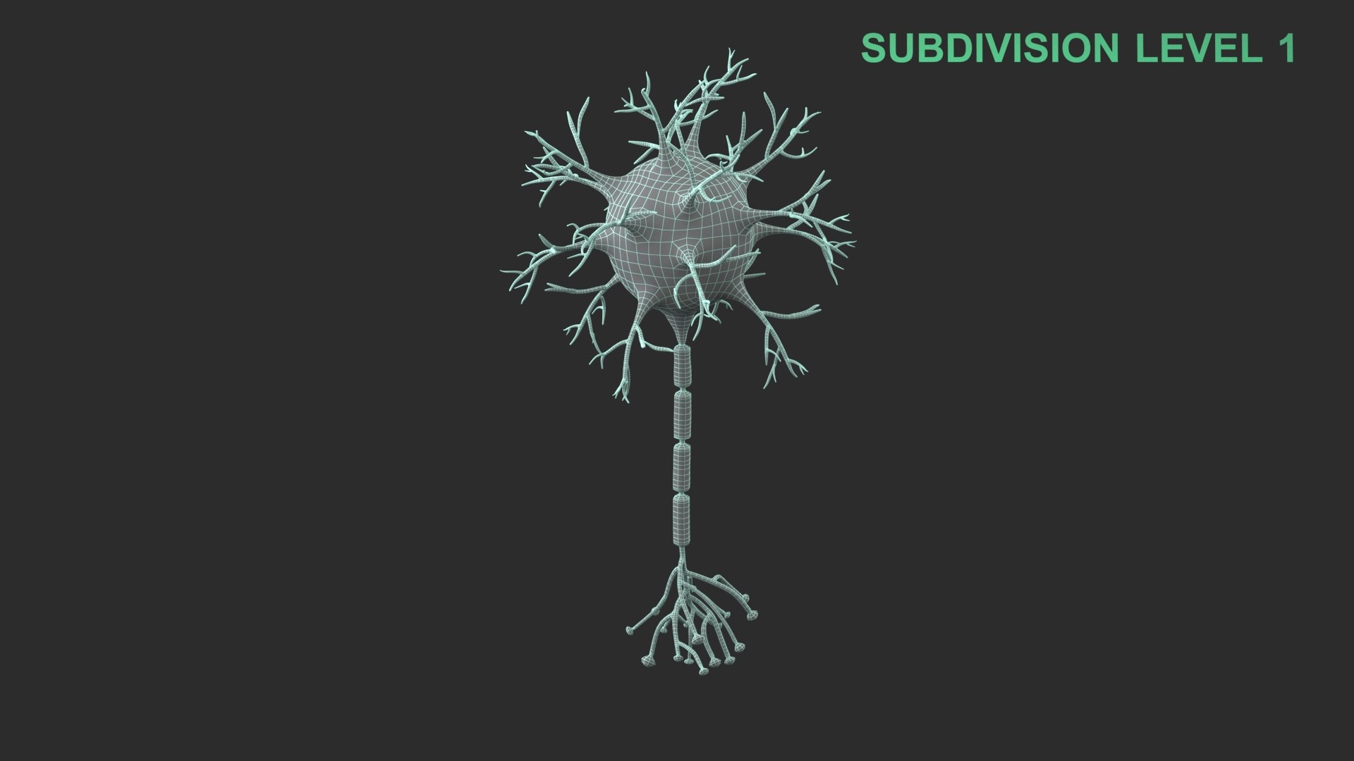Neuron 3D model https://p.turbosquid.com/ts-thumb/sr/fQlV2R/Av/wireframe_0005/jpg/1753939196/1920x1080/fit_q87/4c0b5298698f9a58a4b135c35341d662eb4f25e4/wireframe_0005.jpg