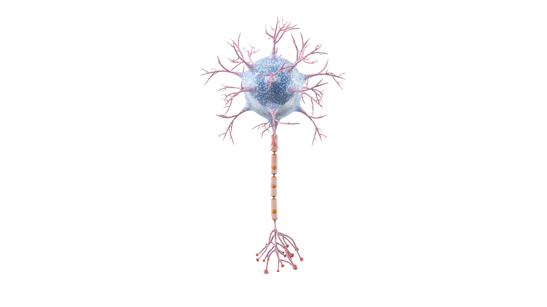 Neuron 3D model https://p.turbosquid.com/ts-thumb/sr/fQlV2R/C4/neuron/jpg/1753939148/1920x1080/turn_fit_q99/2e98b92e208c9f2db476a0dc4eda492e1a135b18/neuron-1.jpg