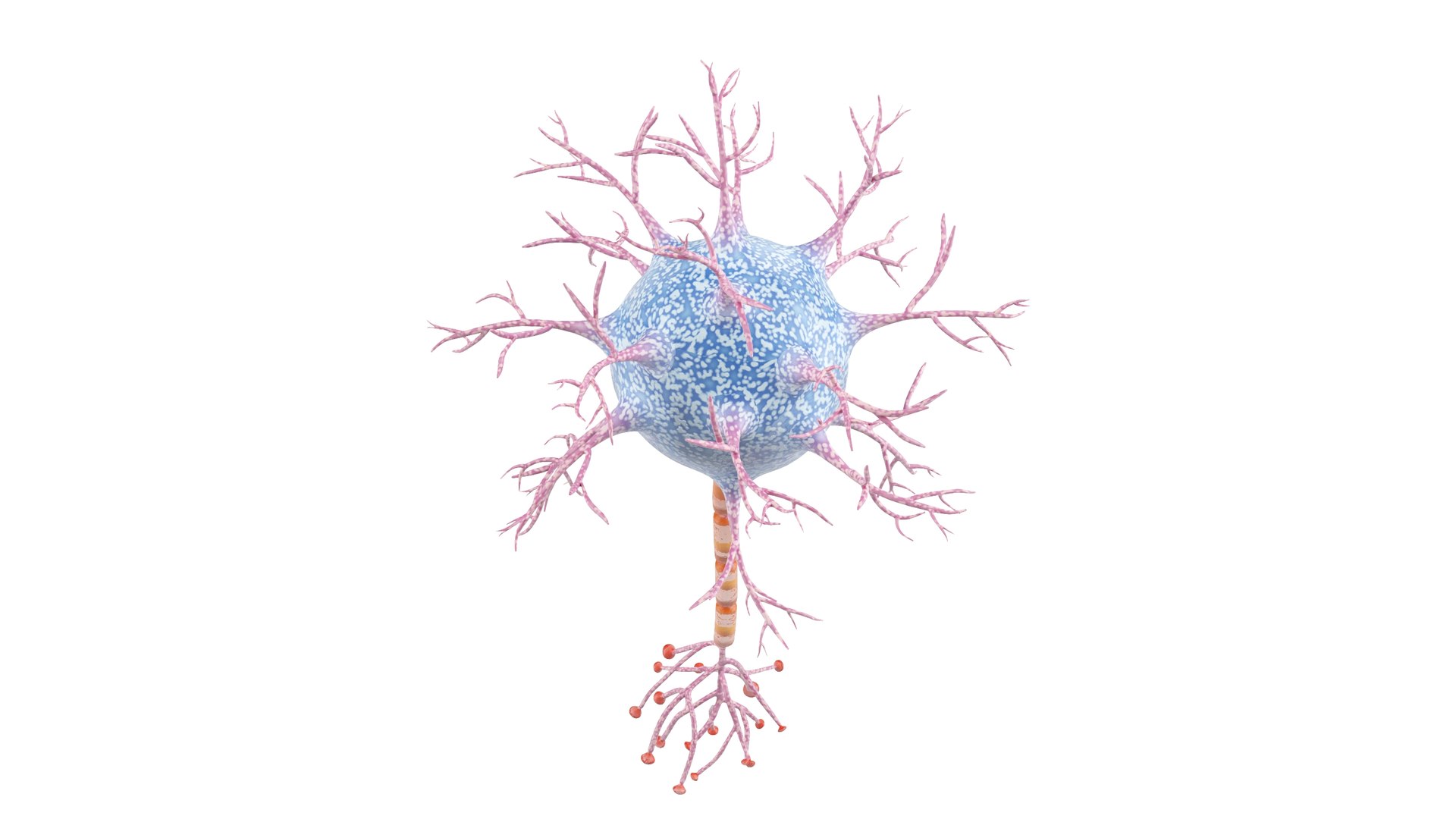 Neuron 3D model https://p.turbosquid.com/ts-thumb/sr/fQlV2R/JG/neuron_0018/jpg/1753939096/1920x1080/fit_q87/ac270c97a8cbc1f8ac1567331146f1ebfcd4337e/neuron_0018.jpg