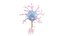 Neuron