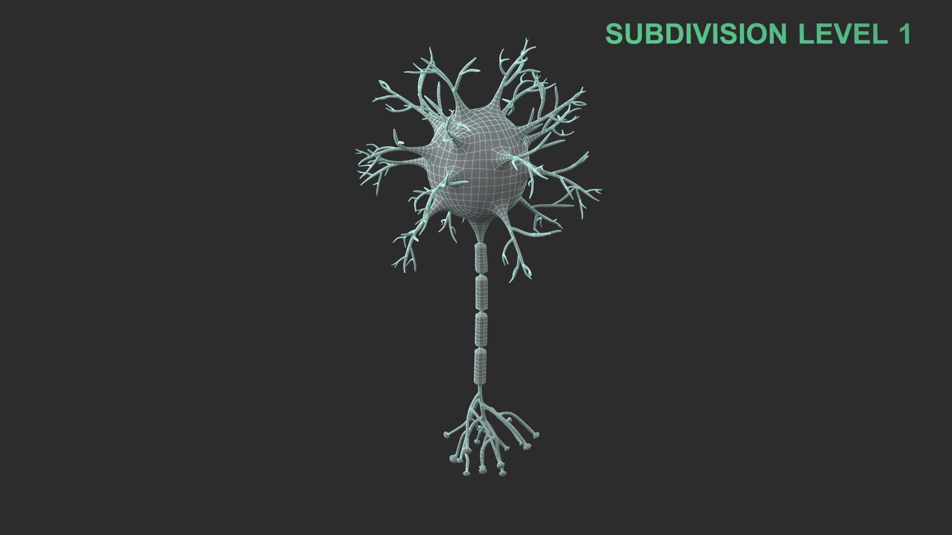 Neuron 3D model https://p.turbosquid.com/ts-thumb/sr/fQlV2R/Q7/wireframe_0004/jpg/1753939196/1920x1080/fit_q87/7d2f8ca29012d5f413e8d934773e3782c18d4dc4/wireframe_0004.jpg