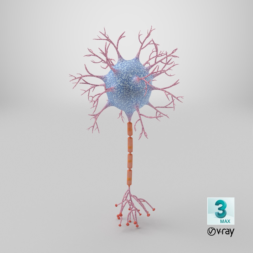 Neuron 3D model https://p.turbosquid.com/ts-thumb/sr/fQlV2R/Rh/stemcell_max_vray_render/png/1770041110/1920x1080/fit_q87/d688704db8bd51be6e2228ef100493f4c2504c29/stemcell_max_vray_render.jpg