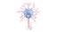 Neuron