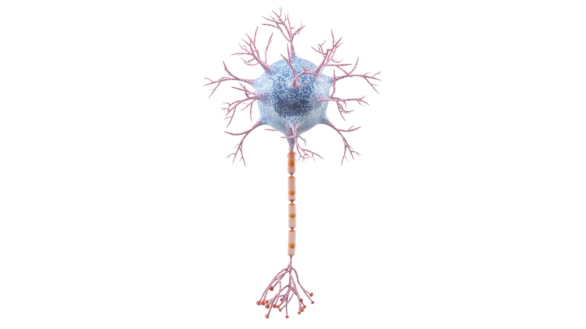 Neuron 3D model https://p.turbosquid.com/ts-thumb/sr/fQlV2R/Wj/neuron_0015/jpg/1753939094/1920x1080/fit_q87/30a7136d253b7cad9565361512eabc02b86c1500/neuron_0015.jpg