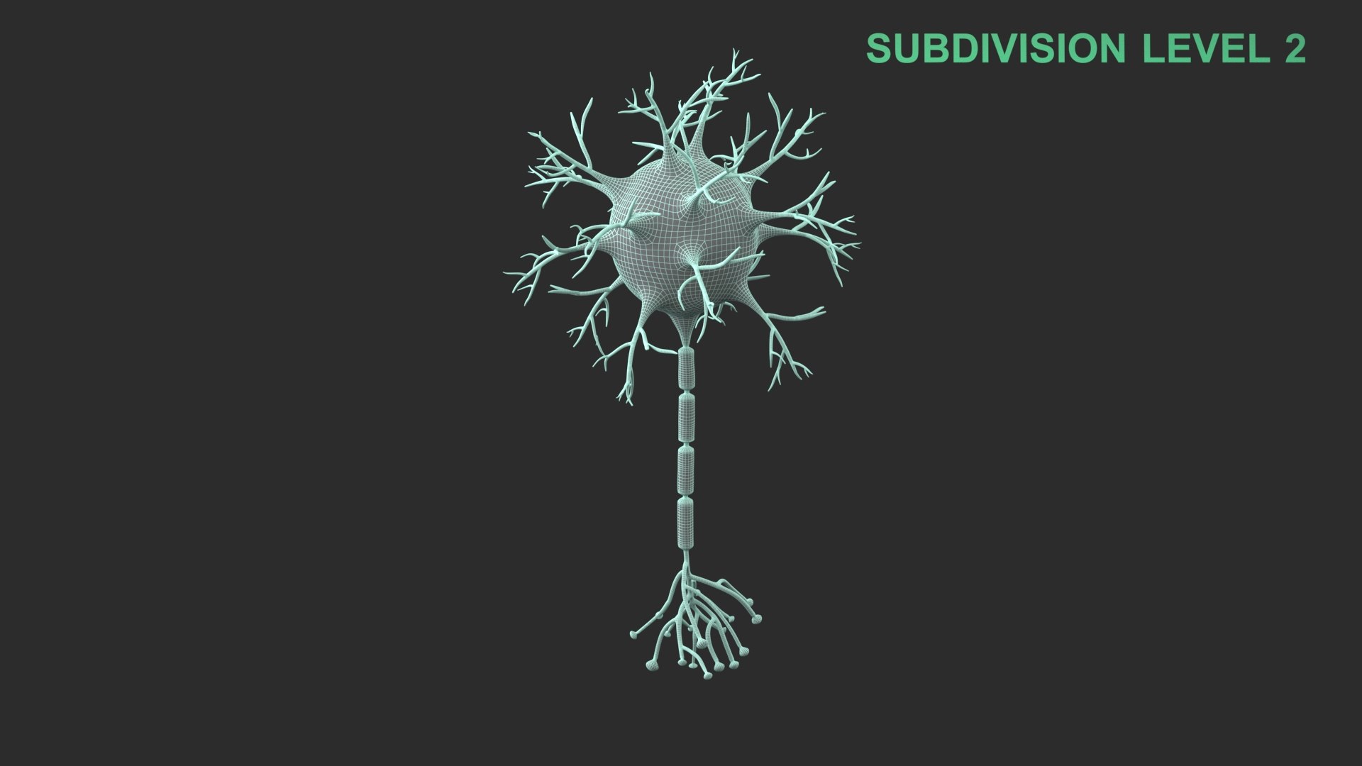 Neuron 3D model https://p.turbosquid.com/ts-thumb/sr/fQlV2R/Yc/wireframe_0002/jpg/1753939195/1920x1080/fit_q87/65da4749523c240ce81087a8f60019d1b27a36f9/wireframe_0002.jpg