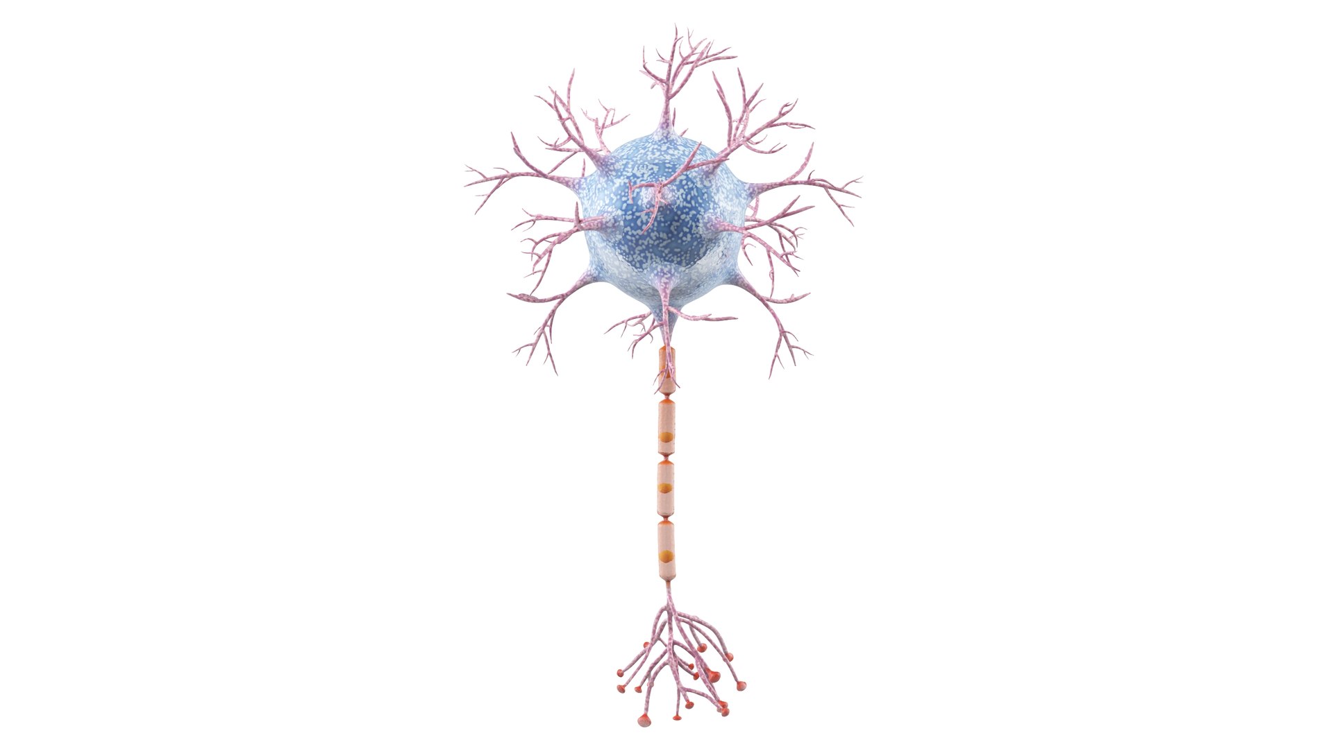 Neuron 3D model https://p.turbosquid.com/ts-thumb/sr/fQlV2R/Zn/neuron_0013/jpg/1753939094/1920x1080/fit_q87/ad00da45ada7fdd74f70b9f51f851914c5730dfa/neuron_0013.jpg
