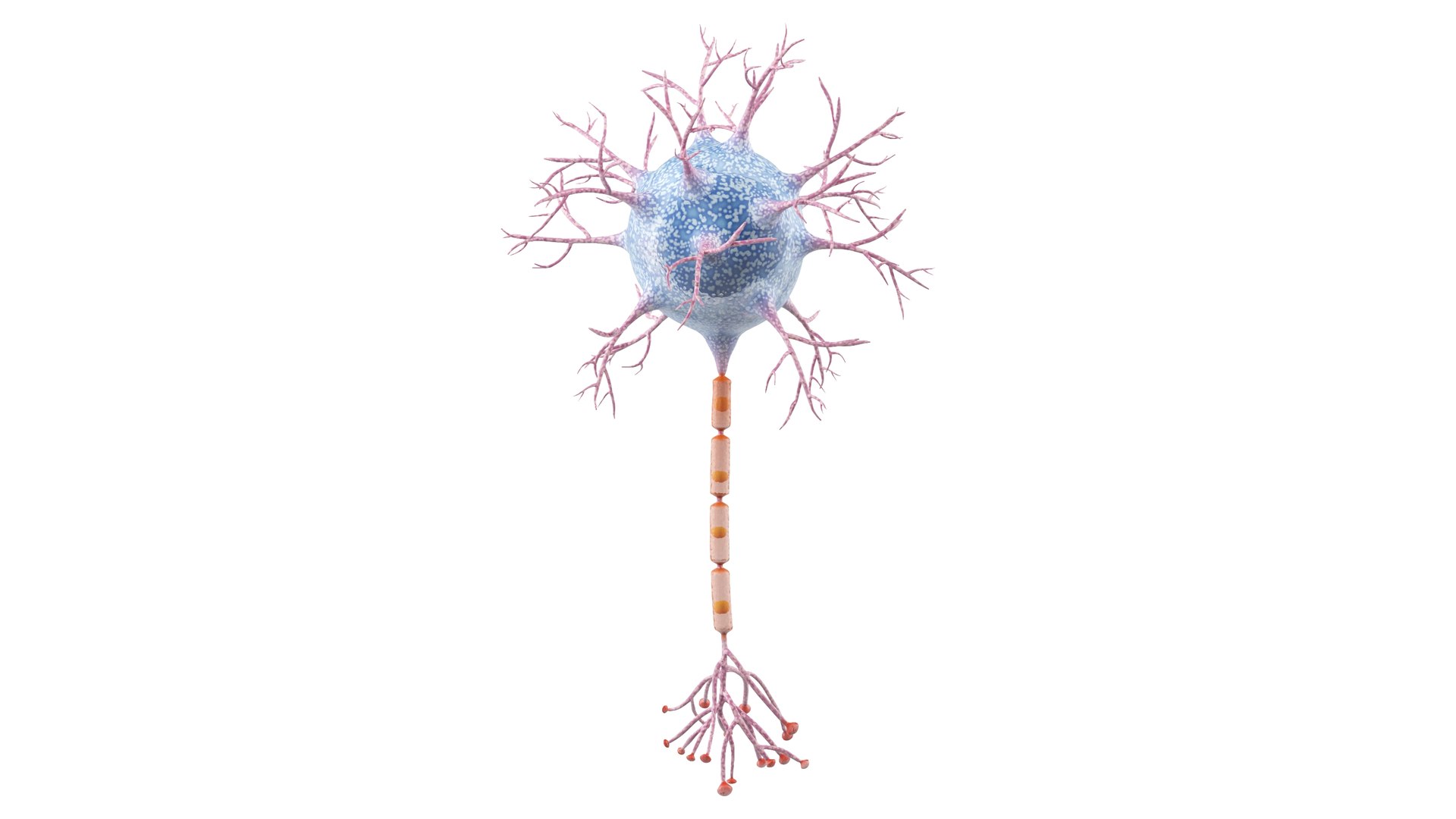 Neuron 3D model https://p.turbosquid.com/ts-thumb/sr/fQlV2R/a4/neuron_0014/jpg/1753939094/1920x1080/fit_q87/96b4a7999001f8911ac5fd562955c10d4b92c99c/neuron_0014.jpg