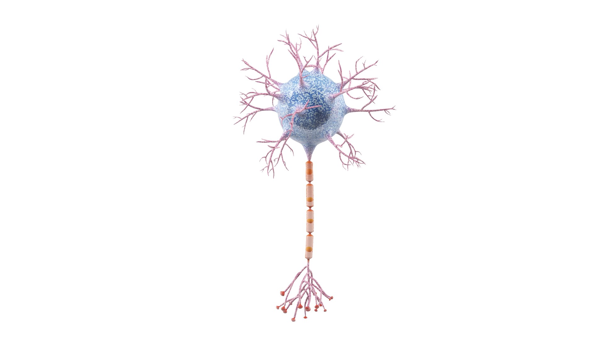 Neuron 3D model https://p.turbosquid.com/ts-thumb/sr/fQlV2R/bB/neuron_0016/jpg/1753939095/1920x1080/fit_q87/eb4b63dfbb50fc3417e9c7cf0c5b07aa31e7557e/neuron_0016.jpg