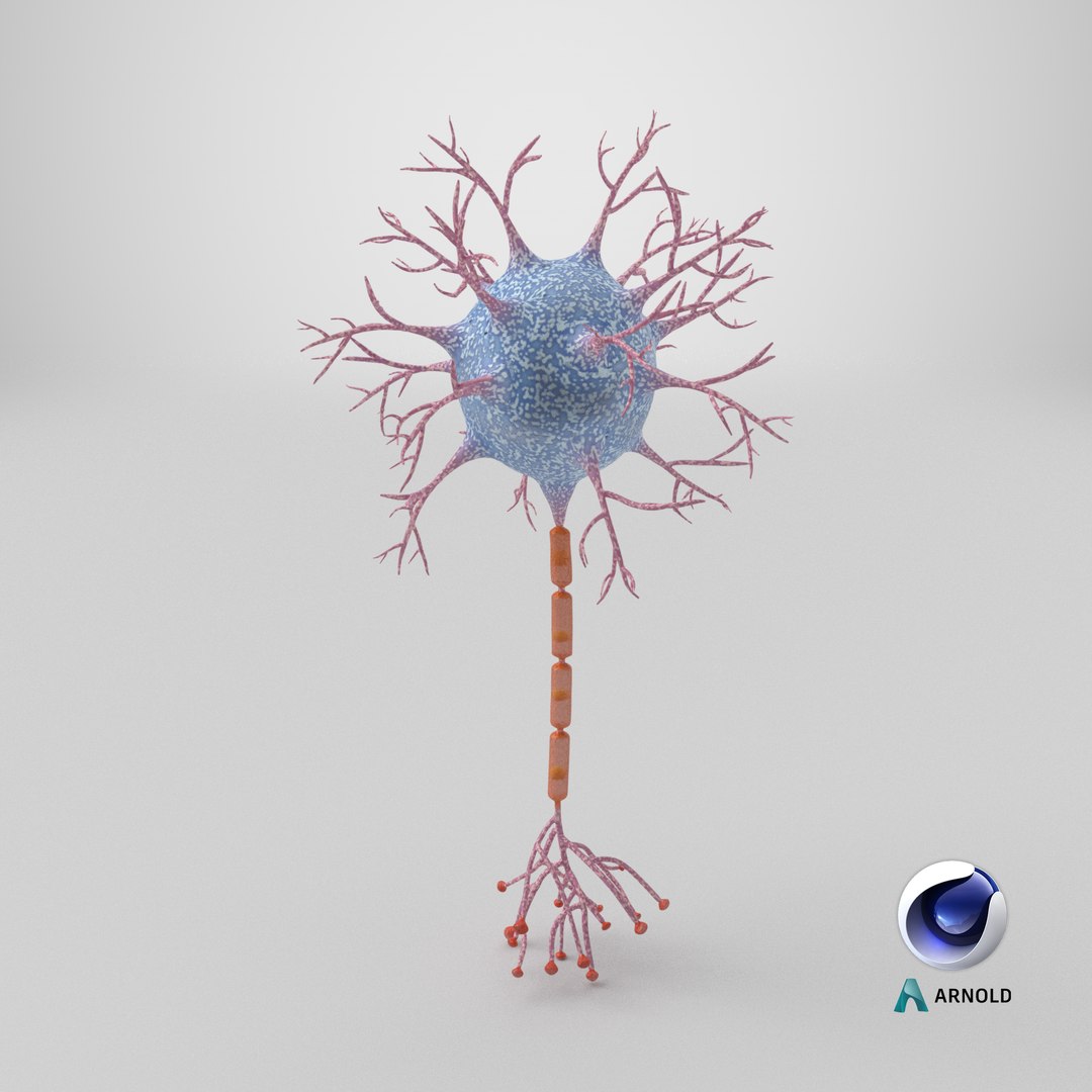 Neuron 3D model https://p.turbosquid.com/ts-thumb/sr/fQlV2R/cO/stemcell_cinema_4d_arnold_render/png/1770041107/1920x1080/fit_q87/e89835f7e2bd42359c0bc144015f271ce63144aa/stemcell_cinema_4d_arnold_render.jpg