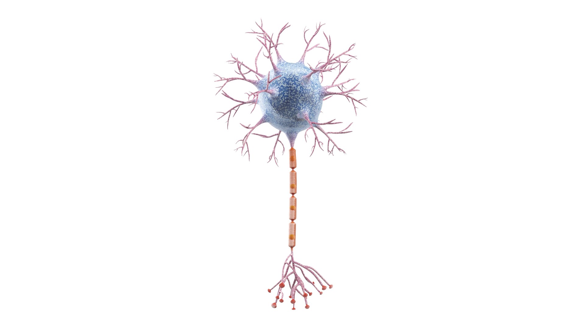 Neuron 3D model https://p.turbosquid.com/ts-thumb/sr/fQlV2R/ev/neuron_0022/jpg/1753939098/1920x1080/fit_q87/33a8c6d478bdb3b0ab18e379573cb6c154e4a708/neuron_0022.jpg