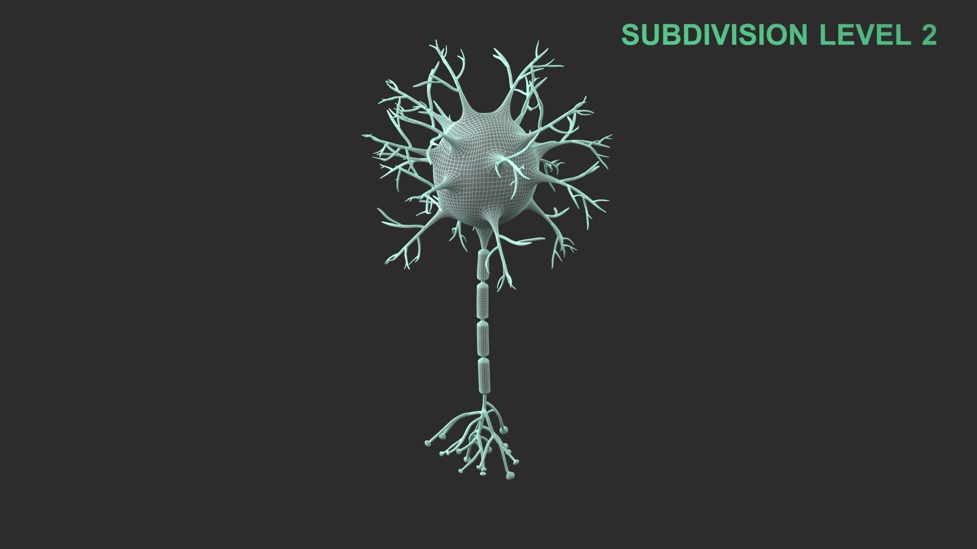 Neuron 3D model https://p.turbosquid.com/ts-thumb/sr/fQlV2R/oq/wireframe_0003/jpg/1753939195/1920x1080/fit_q87/0a3101df3318b06598e50d72401fdfe516be416d/wireframe_0003.jpg